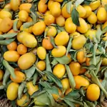Krmnitna